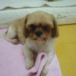 ★시바이누 판 2탄★ 시바이누와 <b>시츄</b>의 만남