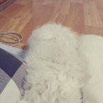 ★★★★ 　처음쓰는 스퐁<b>지</b>밥의 개판 (사진有느님)　 ★★★★