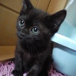 ★★★우리집 삼남매 고양이★★★