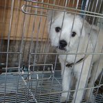 흰색 강아지 잃어버리신 분!!!! (<b>송정동</b> 대우 푸르지오에서 발견)