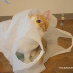 [유봉이네] 유봉이 앙즈판10탄-울고양이들의 취미생활