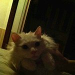 [1탄] 이쁜앙고라 부부