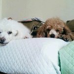 ----5대천사견 푸들이아닌 악마견 푸들..? <사진有>----