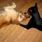 ✿강아지네마리 토끼한마리✿ 7