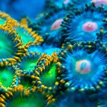 新 해수 산호 물고기판!!(스압주의)