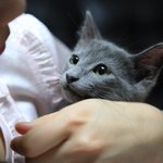 ※※☆☆우리집 꼬냥이들 자랑좀 할께용!!!!!!★★※※(귀염터짐주의...
