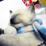 ☆1탄☆ 랙돌 종결묘 <b>루크</b> 그리고 흔녀외 훈녀