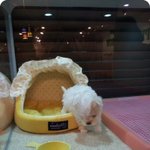 [사진개많음.]☆말티즈계의 마침표를 찍어보자☆