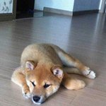 -후기- (사진有)<b>시바</b>이누를 아세요?