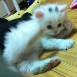 혼자만 보기 아까운 울 냥이 공개