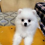 아픈 사람도 일으키는 화이트포메 구름양 소개해욤