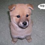 뭔가 인간다운 자세의 동물들