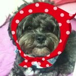 [2탄]@★차우차우 얼굴닮은 리틀 강아지 우리 까만콩★@