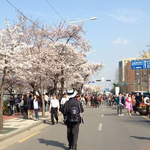 서울의 벚꽃놀이 명소 <b>best</b>3 &amp; 코디법