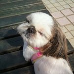 ○ ○  아련 시츄할배 &amp; 명랑 시츄아가 ○ ○