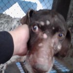 용인 처인구 백암면 용인<b>cc</b>에서 밤색개 잃어버리신 분!!!(2012...