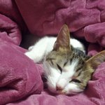 저희집 고양이 <b>토토</b>를 소개합니다~