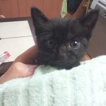 살아있는지 죽어있는지 알 수 없는 우리 고양이..