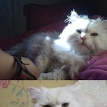 우리집 고양이 <b>돌프</b>를 소개함둥!