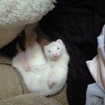 [사진有재석] 우리집 페릿 규를 소개합디당.