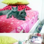 3탄 (고양이판 사진有) 러시안블루와 동거중 ~