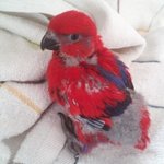 사람처럼 누워자는 앵무새 루비!!