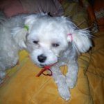 사랑하는 우리 또치가 차에깔려 죽었어요...