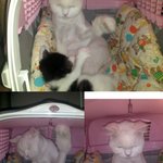 생닭<b>펀치</b>까지..옹망졸망 세마리냥과의동거(하늘에 별이된 아가와 파양된아이까지)