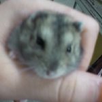 사진有 !!!!!!!! 고3 이과생♥햄스터