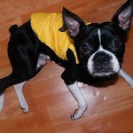 ★★★[보스턴테리어] 우리집 <b>쿤</b>이 여자친구 공개구혼해용★★★