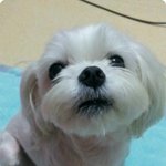 사진有//  우리집 강아지 말티 사랑이♡  이쁘게 봐주세요 ~~...
