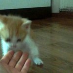 <b>후덕</b>냥이 대박이를 소계해요^^