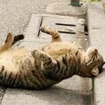 <b>특이</b>하게 자고 있는 고양이들