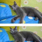 <냥이5판>똘망똘망미키미<b>vs</b>도라에몽만듀<b>vs</b>럭셔리흰듕