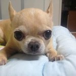 ●울집 12살먹은 치와와 할매 !!!!●