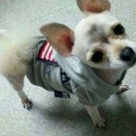 잃어버린 강아지를 찾습니다.