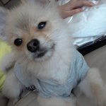 잃어버린강아지좀 찾아주세요