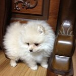 1편 우리집 막둥이 <b>포메</b> 꽃뚜레를 소개합니다~ ;-)