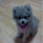 우리 아가 포메라이언 말복이에요 ♥