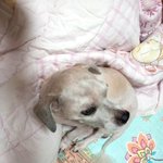 [사진有] 강아지 주인을 찾습니다..