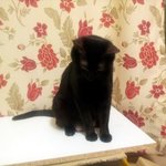 사이좋은고양이커플*^^* 4탄~