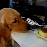 ✿강아지네마리 토끼한마리✿ 8