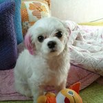 방울이 예쁘죠?