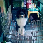 ◆◆◆◆ '셔틀랜드 쉽독'을 아시나요?2탄 ◆◆◆◆(스압주의!!)