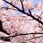 20대 흔녀의 낮술 즐기기