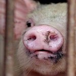 고기는 동물시체