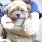 ●○(사진有) 유기견 <b>복</b>돌이의 성장기+ 백구○●