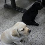 개공포증을 80% 없애준 <b>멍멍이</b>들 (2탄공개!)