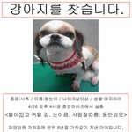 중랑구 신내동 <b>시</b><b>츄</b> 여자아이를 찾습니다.