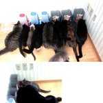 베플인증 고양이 22마리 키우는 <b>녀자</b>